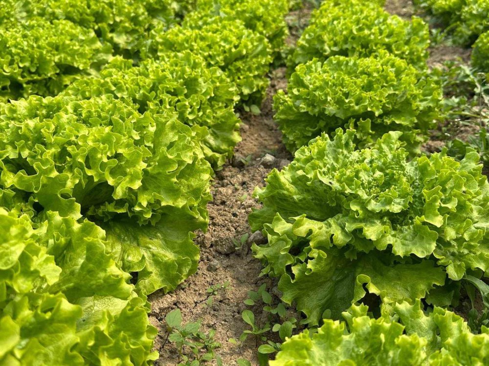 Bu sefer tarladan güzel haber geldi...35 liraya tarladan satılan marul yüzleri güldürdü