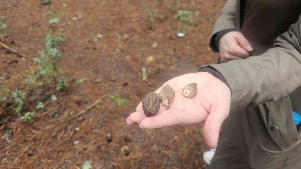 Konya'nın yükseklerinde toplanıyor! Kilosu 3 bin lira
