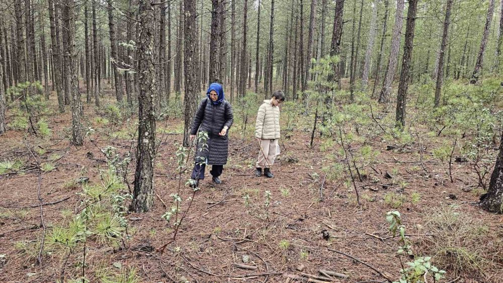 Konya'nın yükseklerinde toplanıyor! Kilosu 3 bin lira