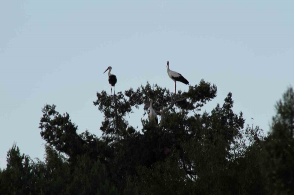 Leylekler Vadisi sahiplerine teslim