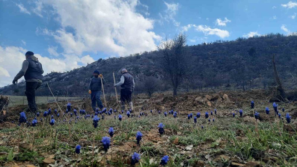Yağış bol geldi herkese cesaret geldi! 13 dönüm ağaçlandırılacak