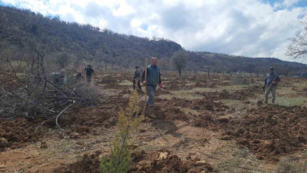 Yağış bol geldi herkese cesaret geldi! 13 dönüm ağaçlandırılacak