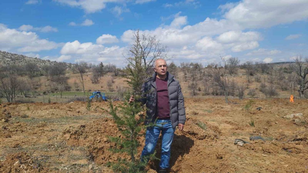 Yağış bol geldi herkese cesaret geldi! 13 dönüm ağaçlandırılacak