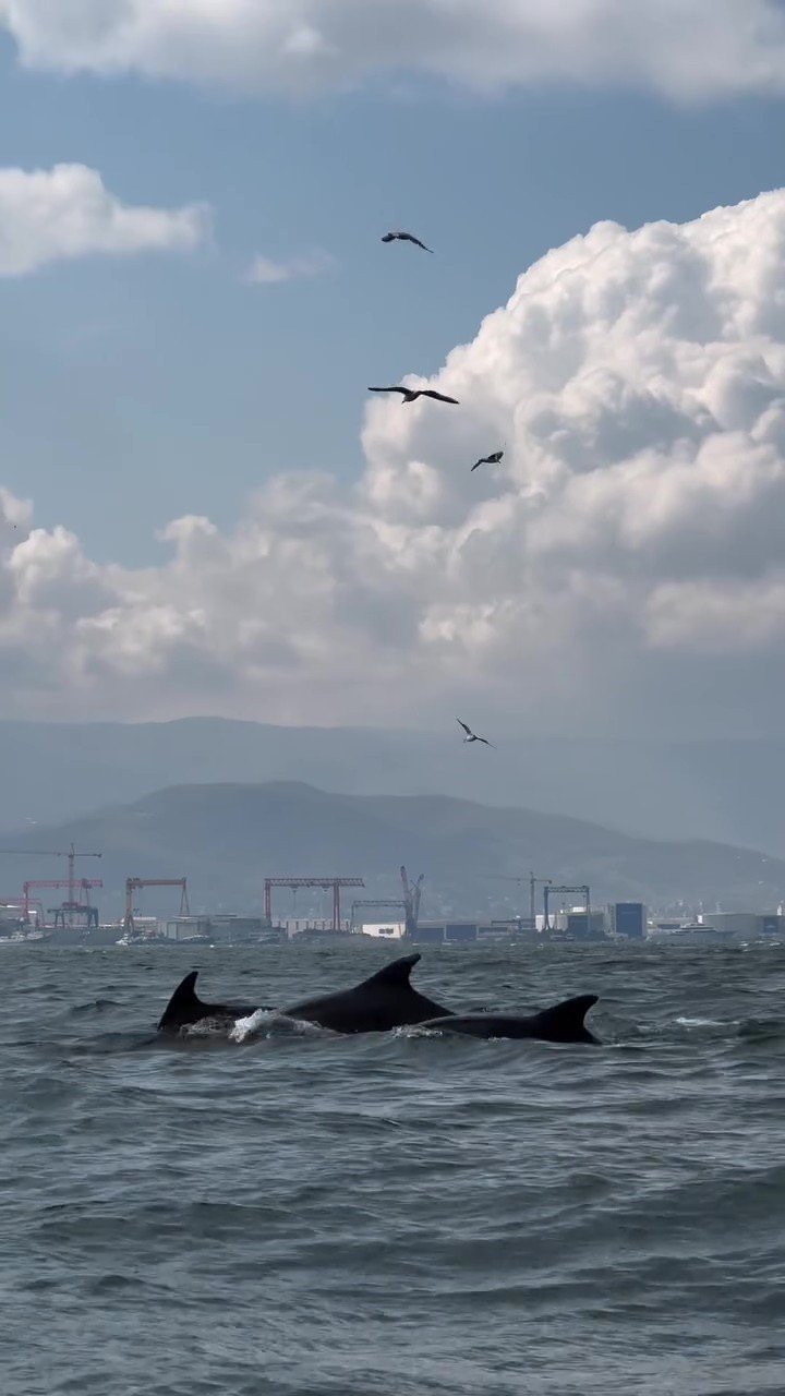 Denizde yapılan temizlik yunusları geri getirdi