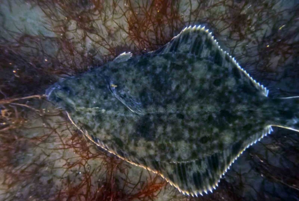 Denizde yapılan temizlik yunusları geri getirdi