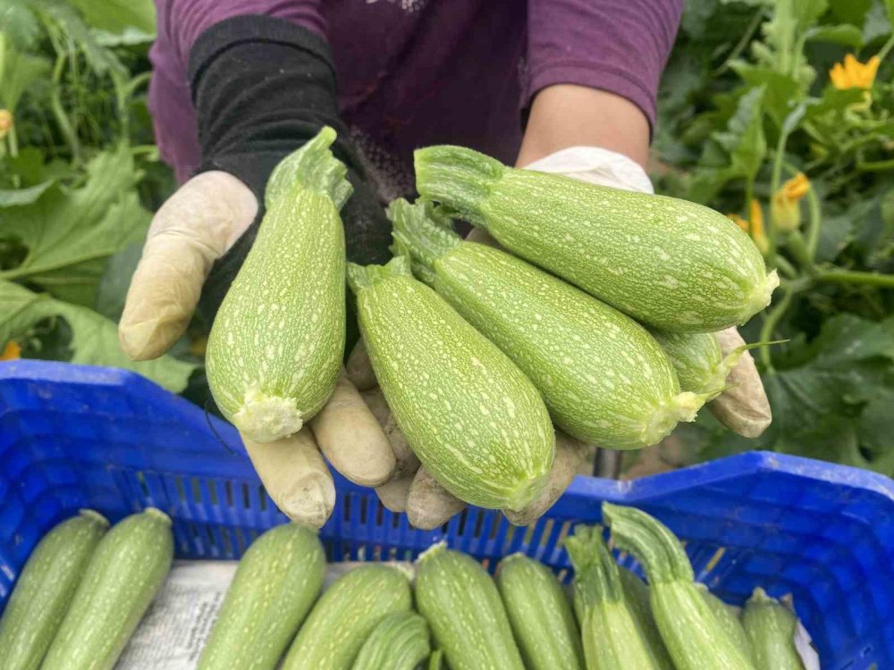 Antalya’da Yetiştiriyor, Avrupa Kapış Kapış Alıyor