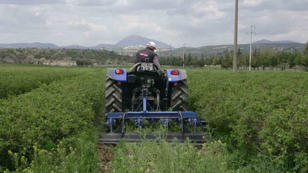 13 bin ton "peygamber kokusu" beklentisi
