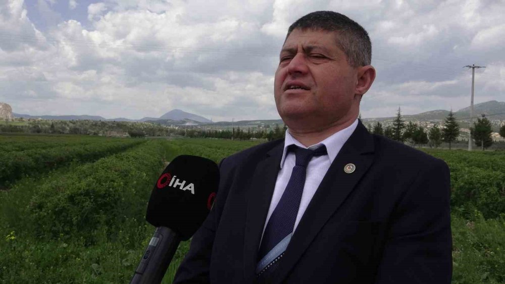 13 bin ton "peygamber kokusu" beklentisi