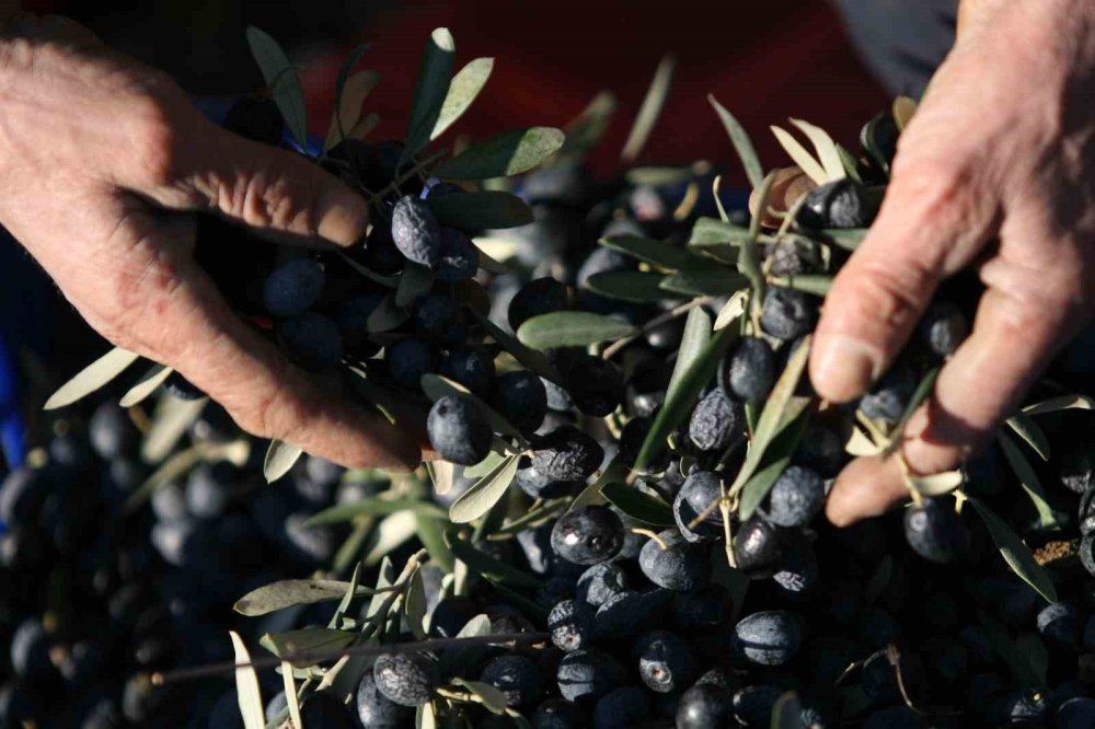 Zeytinin Gizli Maliyeti: 1 Kilo Zeytine 7 Ton Su