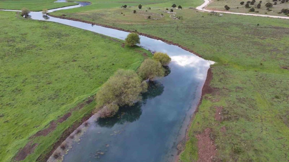 Baharın Müjdecisi: Apsıngır Ovası'nda Görsel Şölen Başladı!