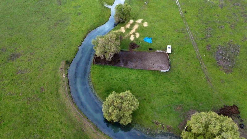 Baharın Müjdecisi: Apsıngır Ovası'nda Görsel Şölen Başladı!