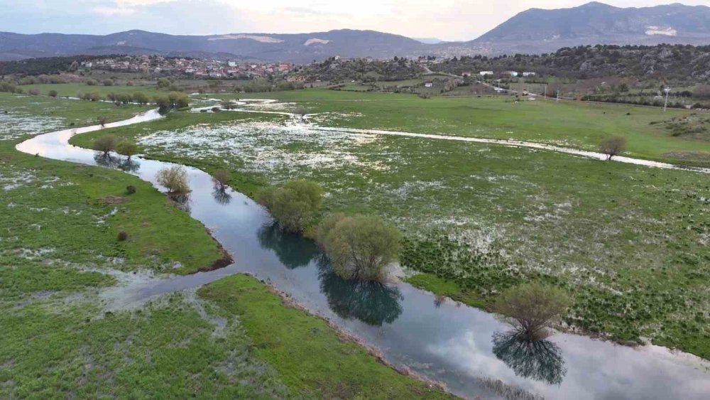 Baharın Müjdecisi: Apsıngır Ovası'nda Görsel Şölen Başladı!
