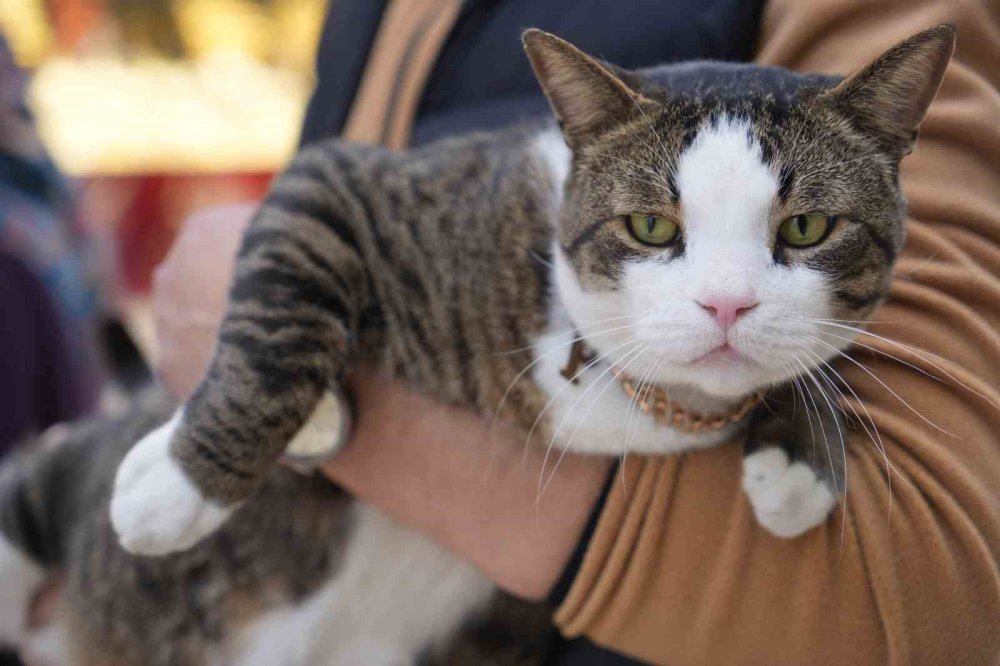 İzmit Çarşısının 10 Kiloluk Neşesi: Koruyucu Melek Prens