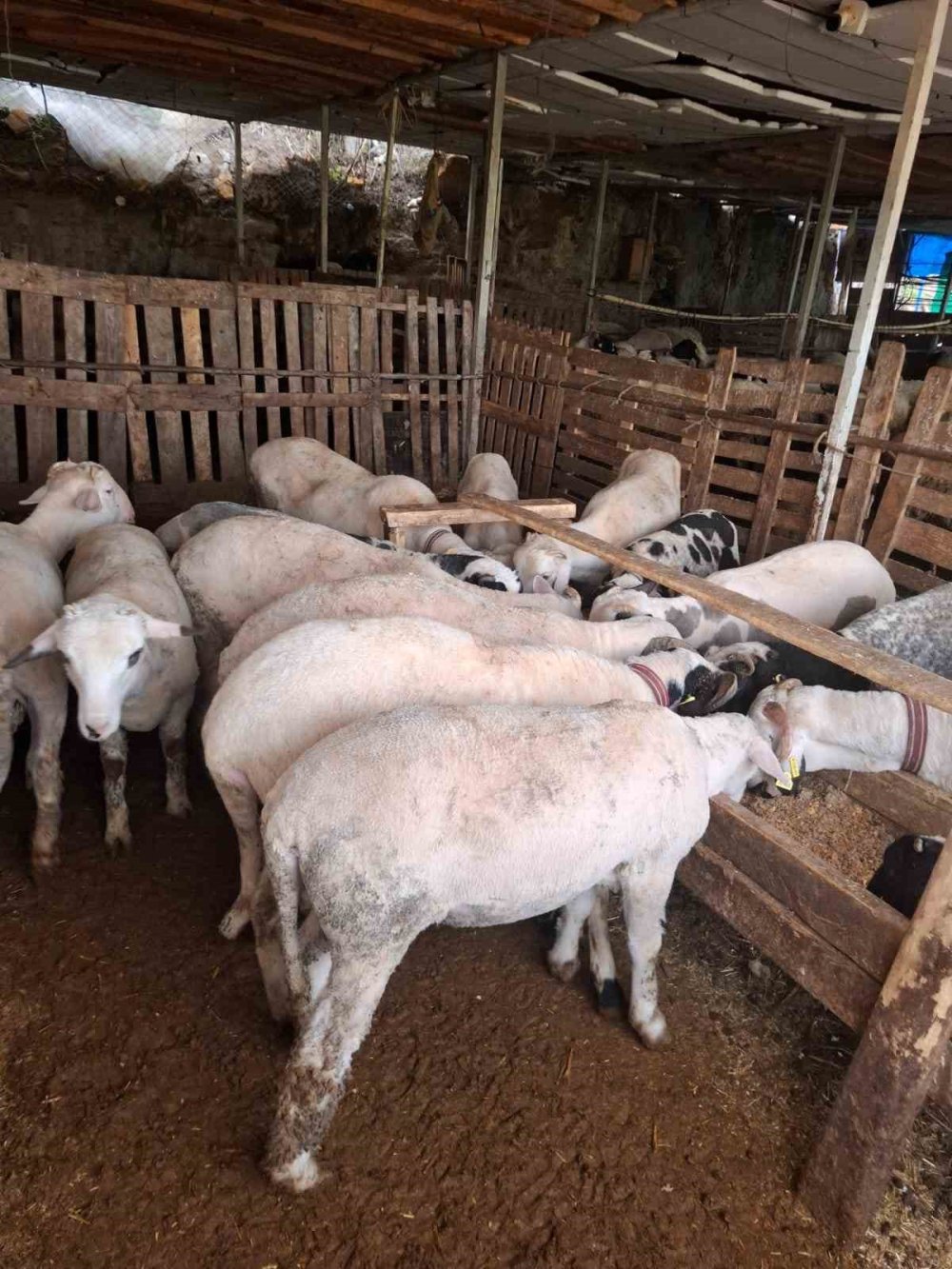 Sakız Koyunu ve Ile de France Melezlemesiyle Küçükbaşta Yüksek Verimlilik Artışı