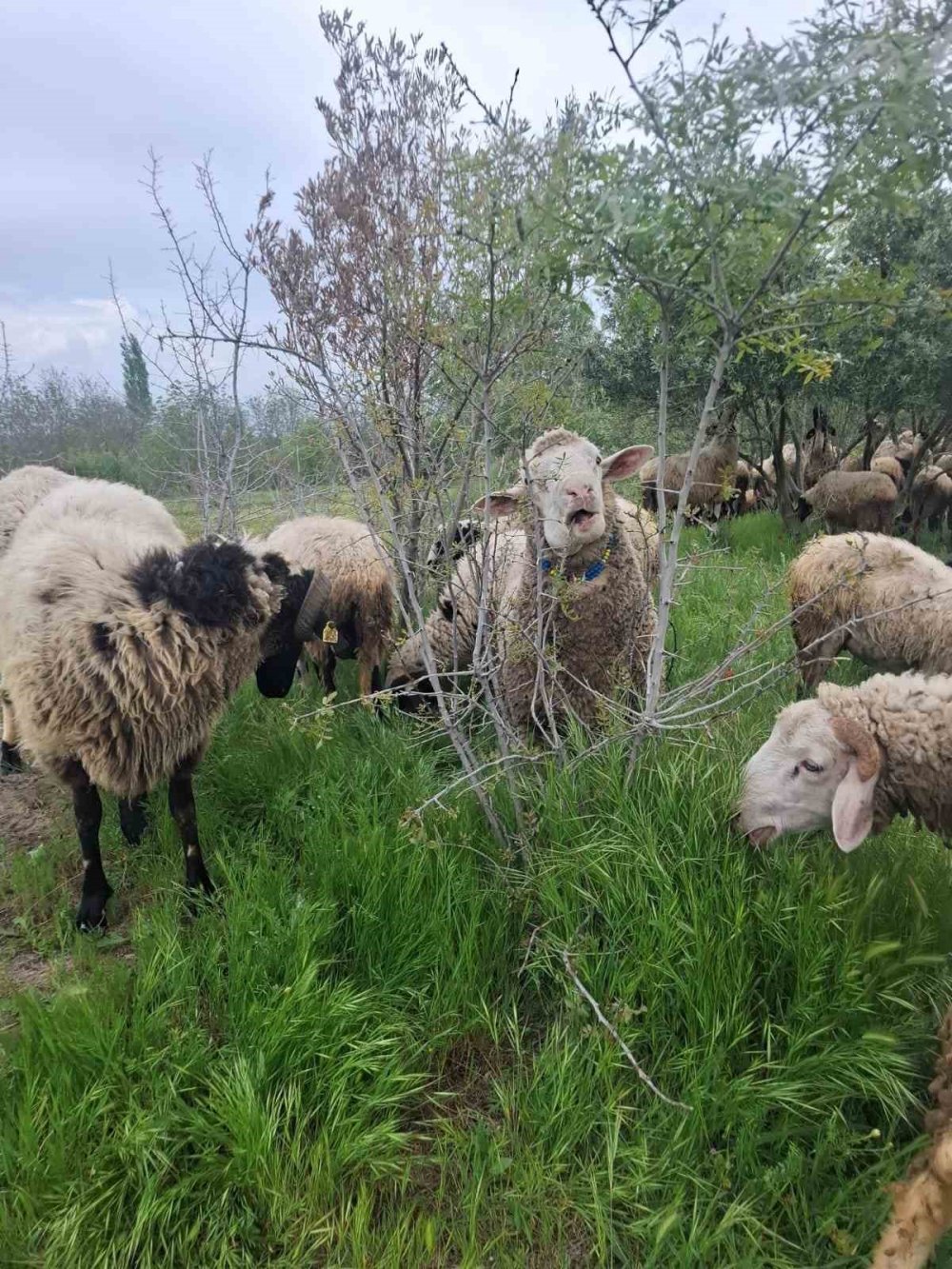 Sakız Koyunu ve Ile de France Melezlemesiyle Küçükbaşta Yüksek Verimlilik Artışı