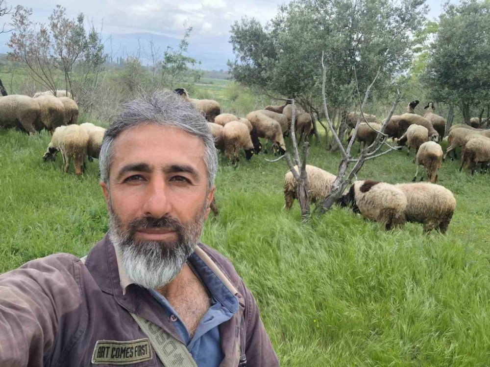 Sakız Koyunu ve Ile de France Melezlemesiyle Küçükbaşta Yüksek Verimlilik Artışı