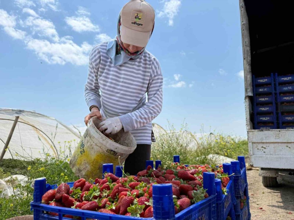 Serik Çilek Üreticisinin Hal İsyanı: Fiyat Farkı Uçuruma Döndü
