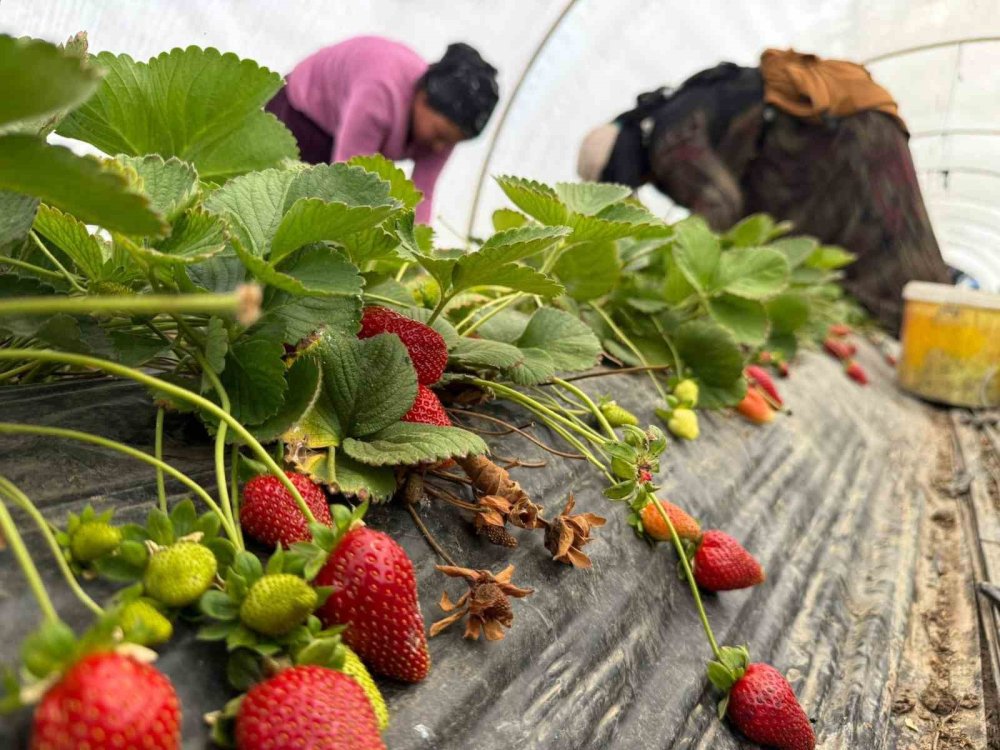 Serik Çilek Üreticisinin Hal İsyanı: Fiyat Farkı Uçuruma Döndü