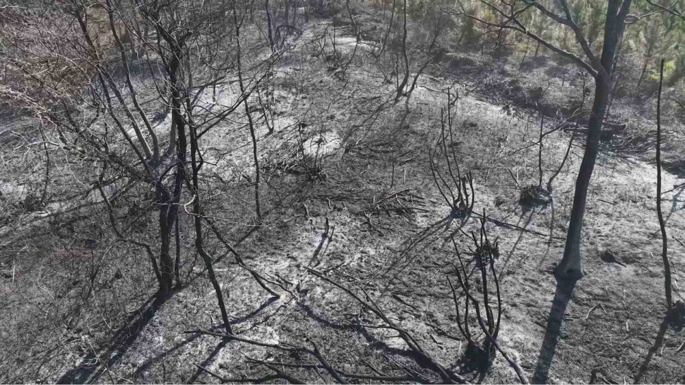 Beykoz’daki yangının bilançosu gün ağarınca ortaya çıktı