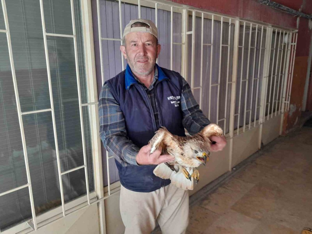 Tarlada çalışırken yaralı kuşun hayatını kurtardı