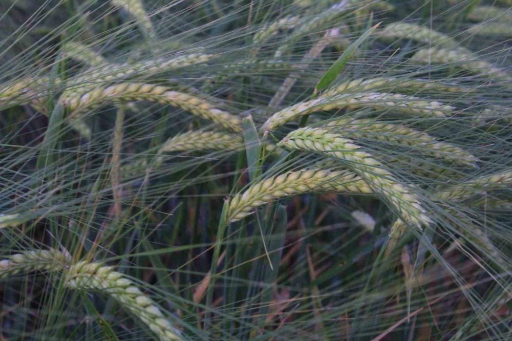 Rekorun Ayak Sesleri: Dünya Hububat Üretimi Zirveye Koşuyor