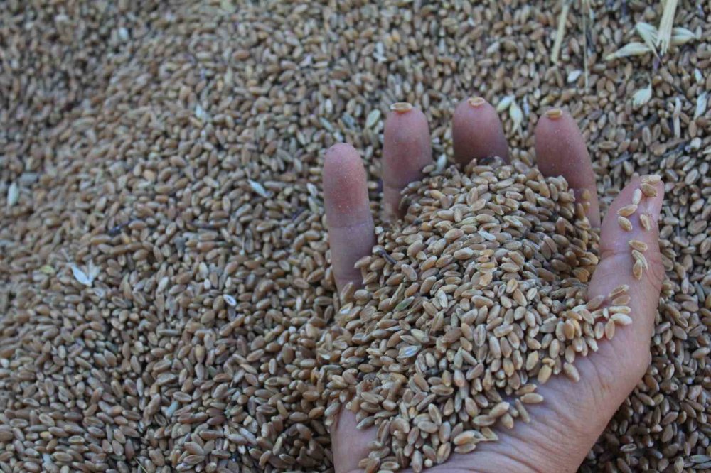 Rekorun Ayak Sesleri: Dünya Hububat Üretimi Zirveye Koşuyor