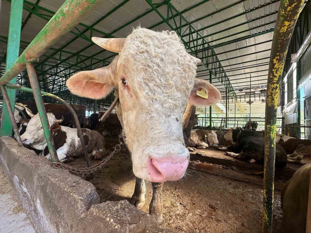 Kurban hareketliliği başladı: Tonluk boğa 400 bin liraya satıldı