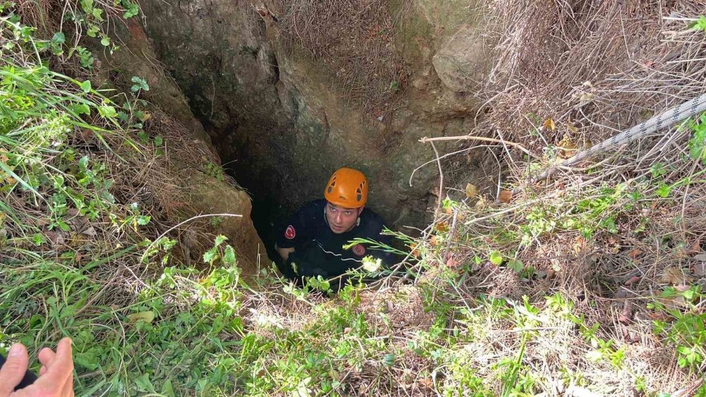 Mağaraya düşen inek kasap bulunamayınca telef oldu