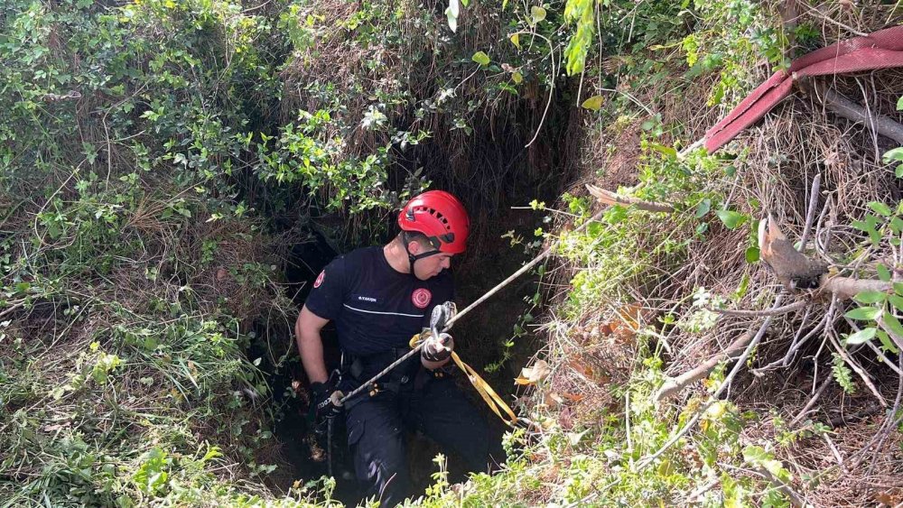 Mağaraya düşen inek kasap bulunamayınca telef oldu