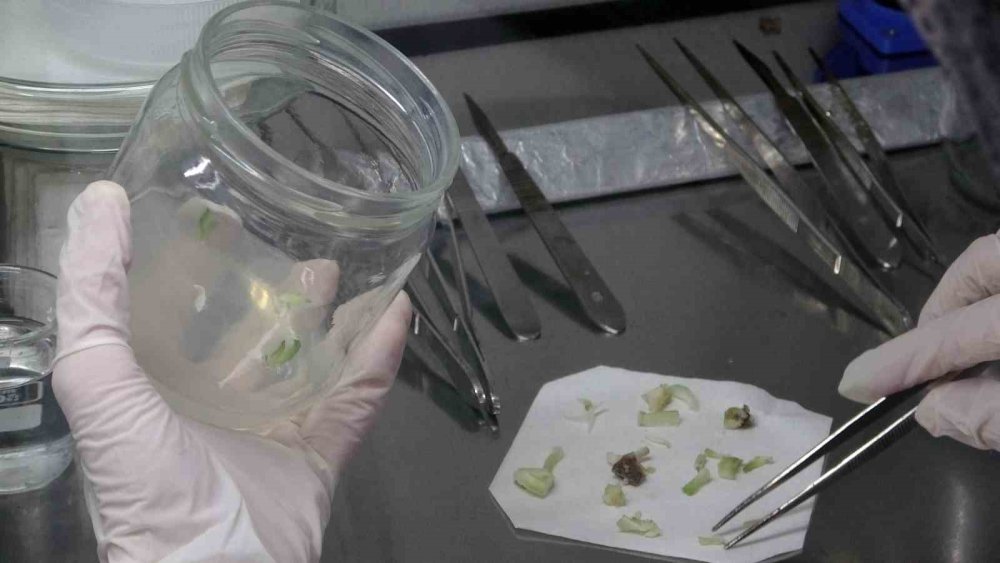Akzambakların Laboratuvar Mucizesi: Isparta’da Üretim Devrimi Başladı
