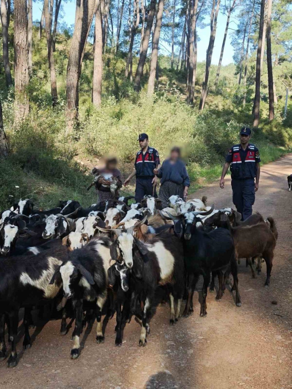 Sürüden ayrılan keçileri kurt kapmadan jandarma buldu