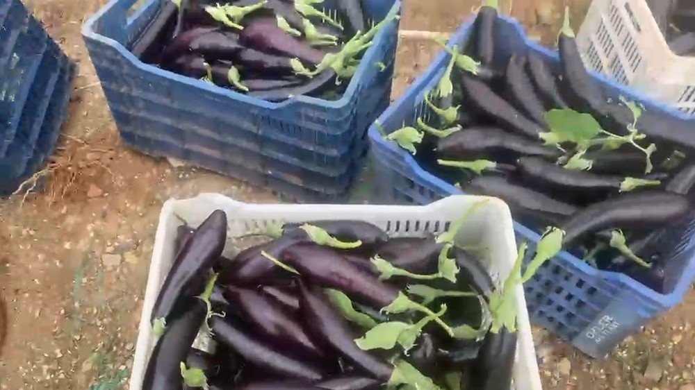 Üretici çıldırdı! Ürettiği Patlıcanları Ücretsiz Dağıttı