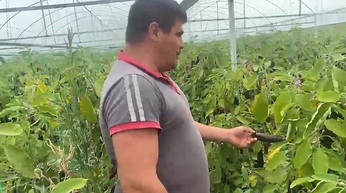 Üretici çıldırdı! Ürettiği Patlıcanları Ücretsiz Dağıttı