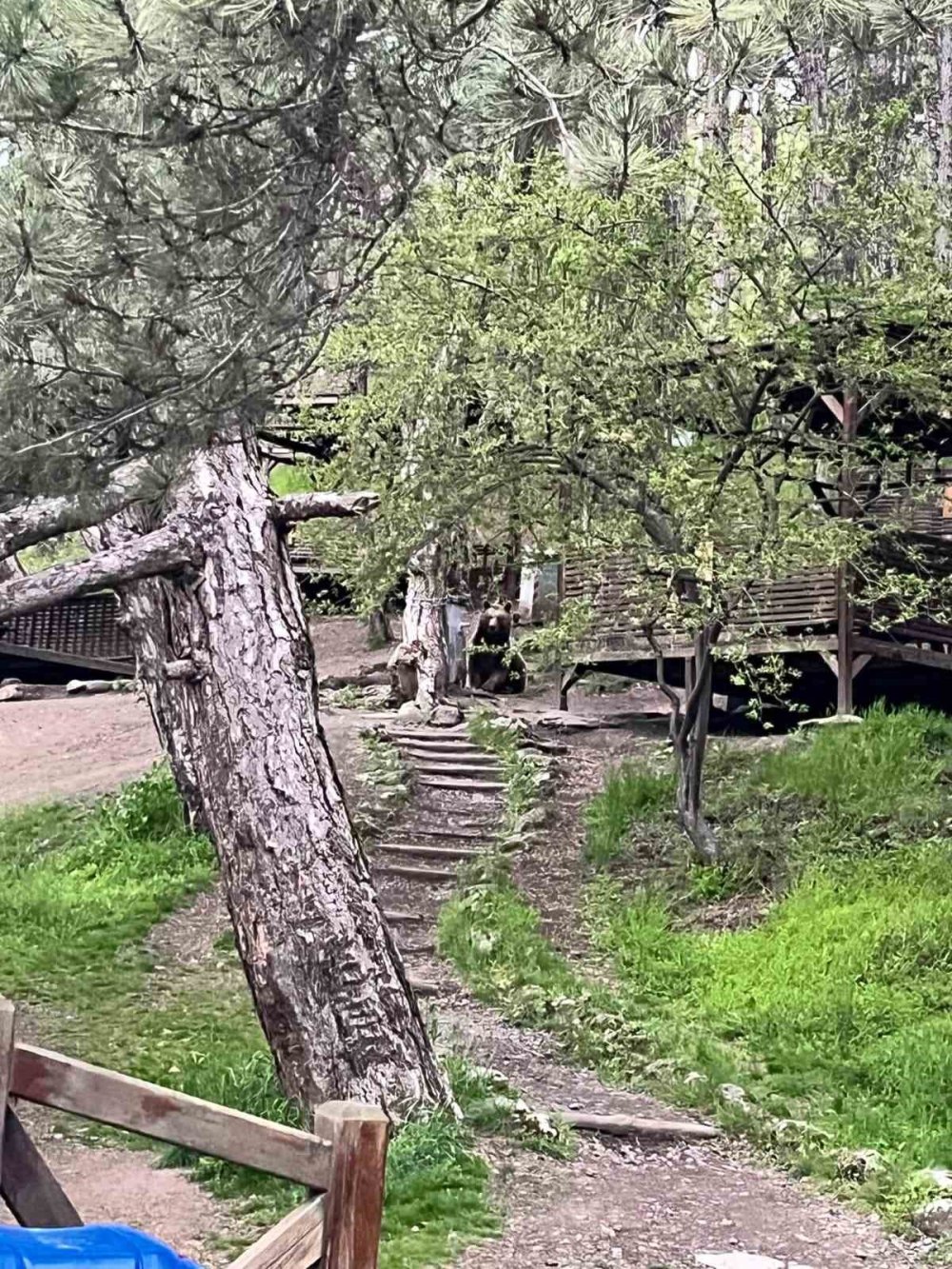 Piknikçilerin Arasına İndiler: Ankara’da Korku ve Heyecan Bir Arada!