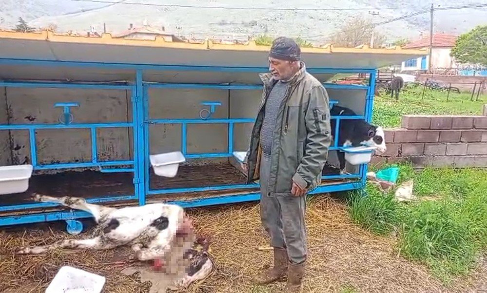 Konya'da Başıboş Köpek Dehşeti: Ahırdaki Buzağıyı Parçaladılar!