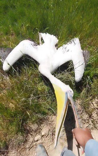Konyalı Çiftçiler Şaşkın! Tarlaya İnenleri Görünce Şoke Oldular