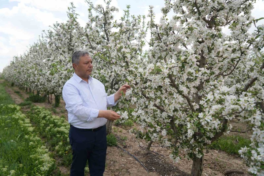 Elmadaki Fiyat Farkının Sırrı Çözüldü: Tüccar Depoladı, Fiyat Katlandı!