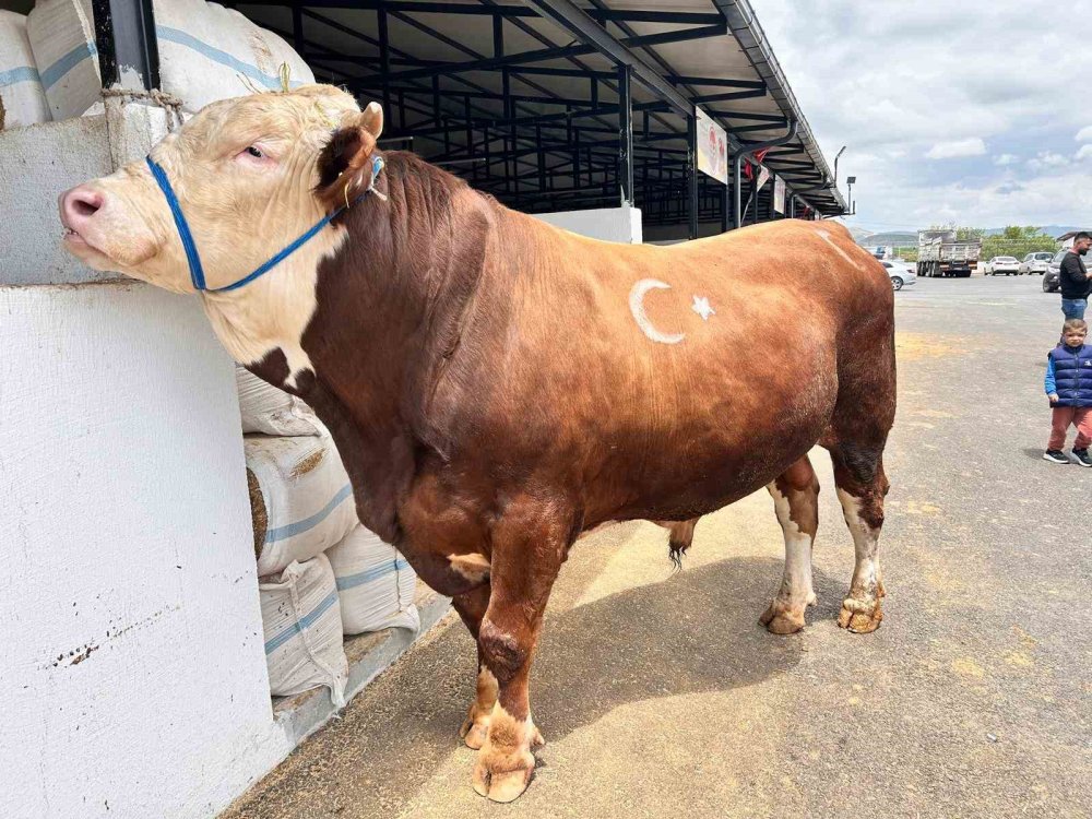 Ankara dev kurbana koştu! Pazarın gözdesi oldu