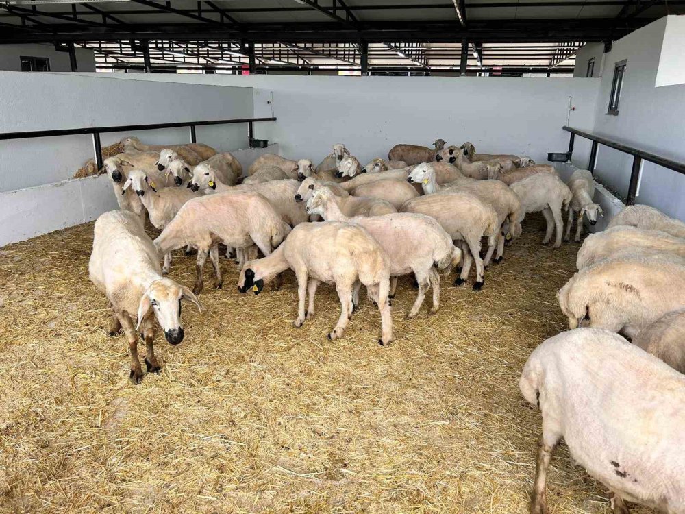 Ankara dev kurbana koştu! Pazarın gözdesi oldu