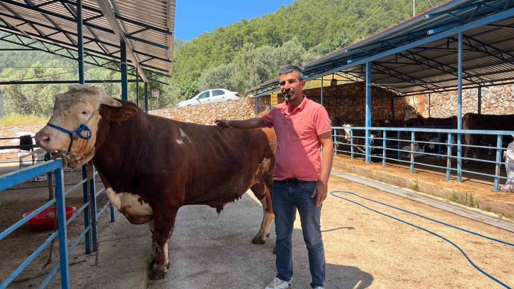 1,2 tonluk ağırlığıyla Alanya'nın gözdesi oldu