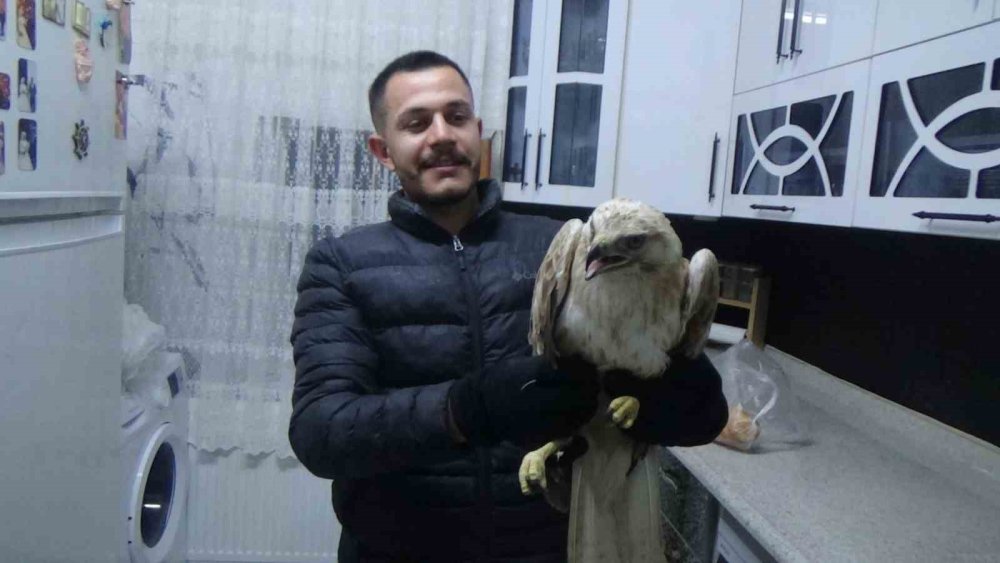 Bahçesinde Bulduğu Yaralı Kızıl Şahini Kedilere Yem Olmaktan Kurtardı