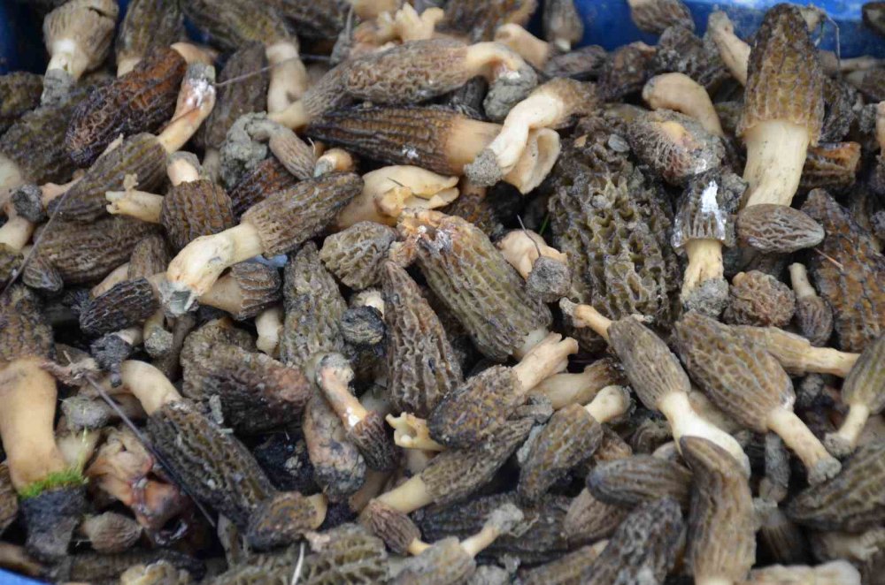 Bilecik'te Yangın Bölgesinden Kilogramı 7 Bin 500 TL'lik Mucize Fışkırdı