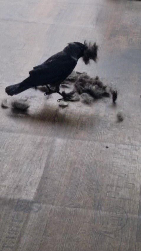 Berber Dükkanının Ezber Bozan Çırağı! Saçları Karga Topluyor