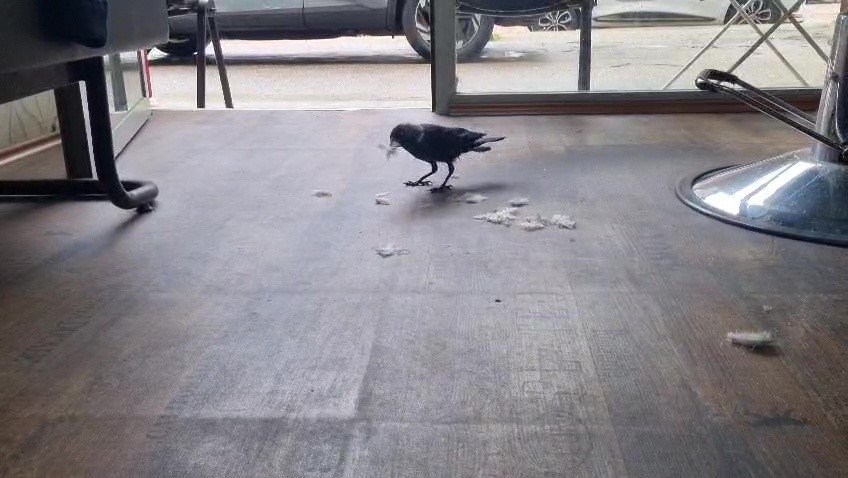 Berber Dükkanının Ezber Bozan Çırağı! Saçları Karga Topluyor