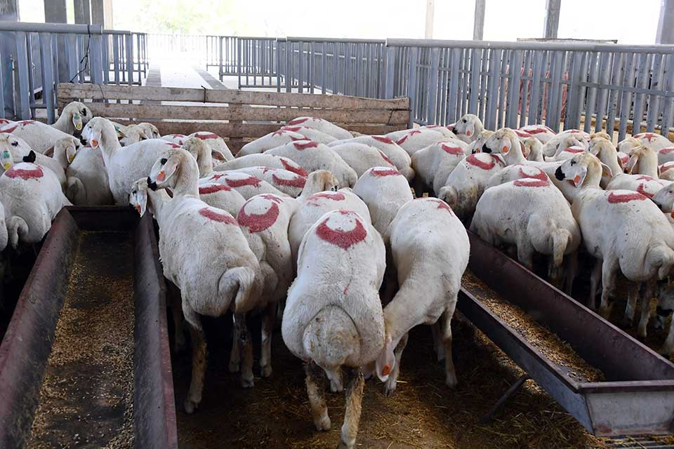 kurban-pazari.jpg