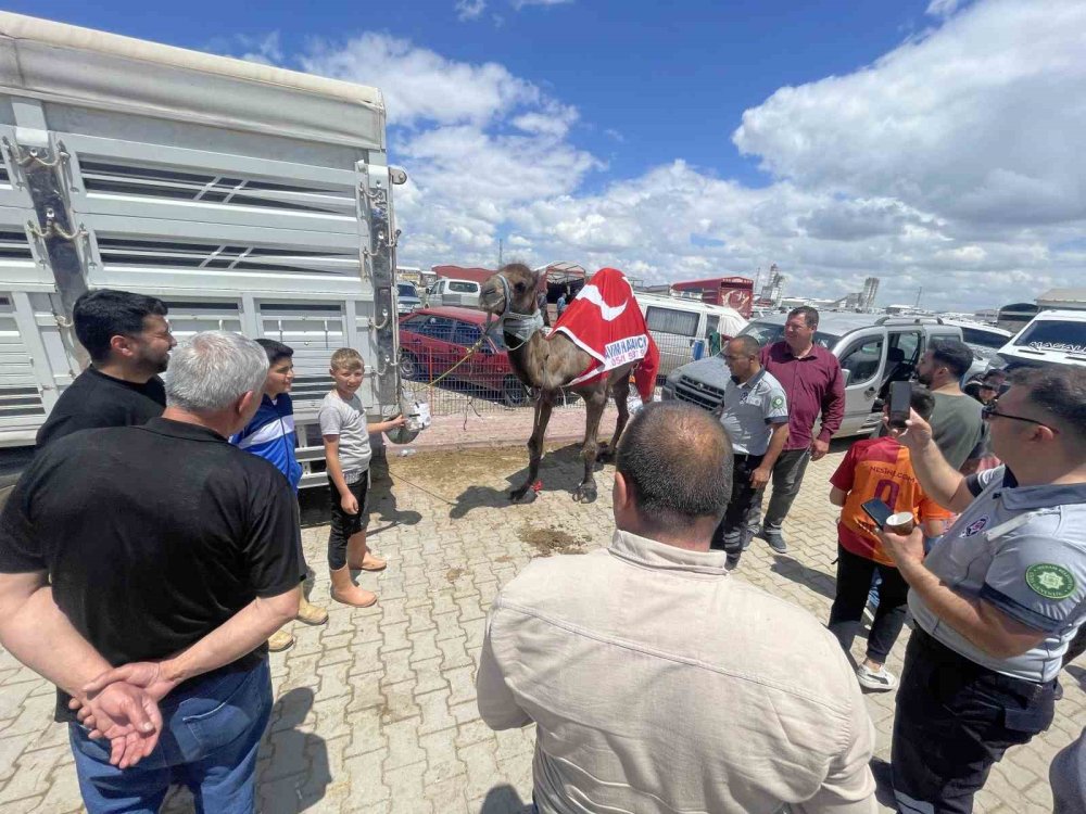 Konya'nın gözdesi 330 bir liraya satıldı