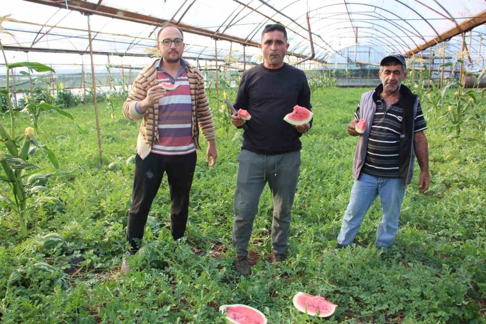 Meşhur Karacaören Karpuzunda Hasat Zamanı: Kilosu 60 TL!