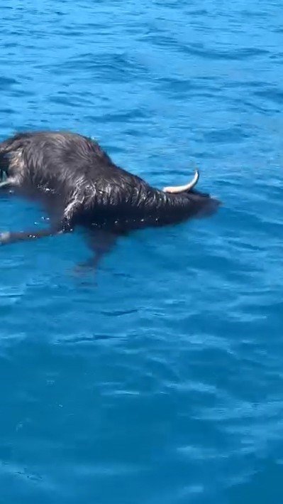 Alanya'da Denizin Ortasında Görüldü! Bakan Bir Daha Baktı