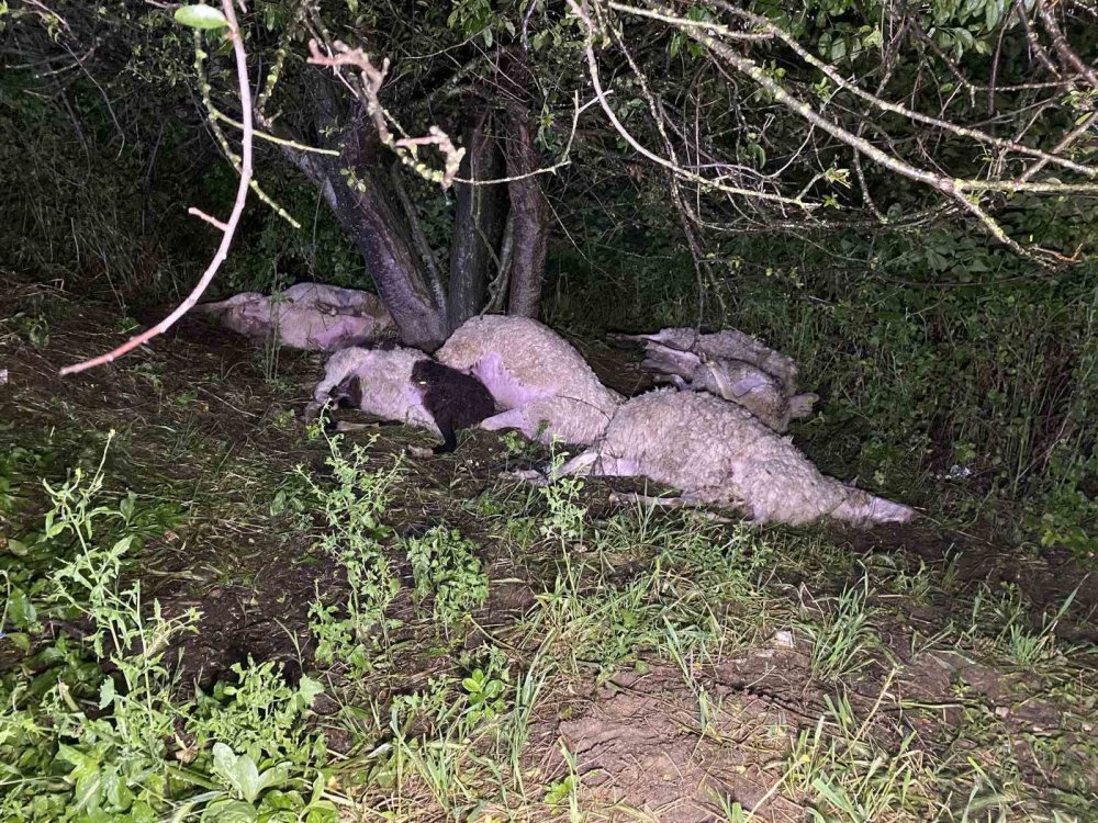 Sığındıkları ağaca yıldırım düştü