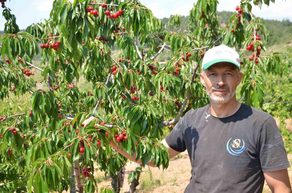 Erkenci Kirazda Rekolte Sevinci Kısa Sürdü: Fiyatlar Şoke Etti